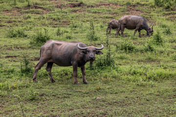 Obraz premium Buffalo farm.