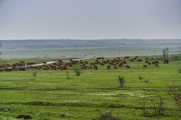 Naklejka na ściany i meble Grazing herd of cows in a meadow