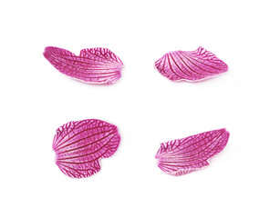 Single orchid flower petal isolated