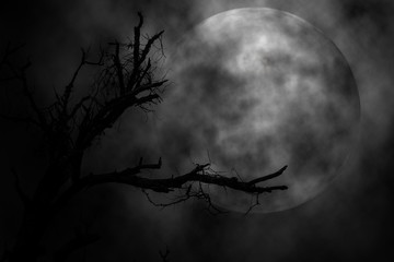 Tree and moon in the night scary background, Concept halloween.