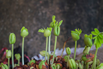 Planting trees to create a living close up.