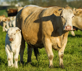 Young calves and cows grazing on the green