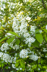 Fototapeta premium Flowers cherry. White cherry.