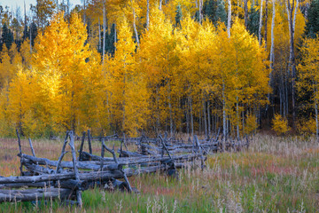 Colorado Autumn Scenery