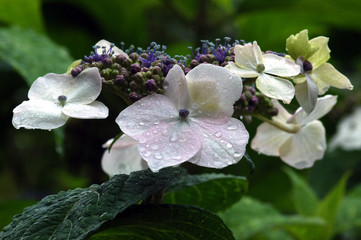 多摩川台公園の紫陽花