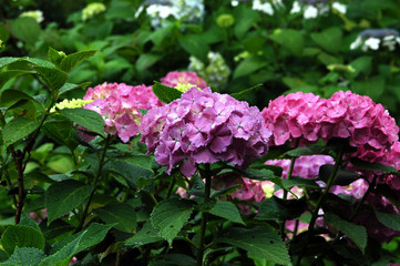 多摩川台公園の紫陽花