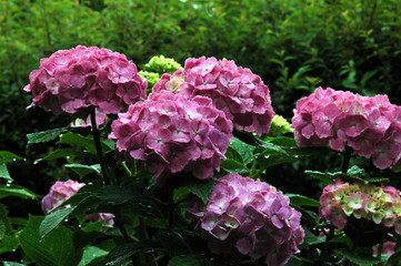 多摩川台公園の紫陽花