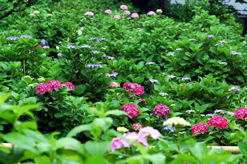 多摩川台公園の紫陽花