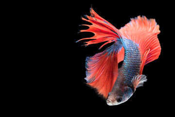 Obraz premium Siamese fighting fish
