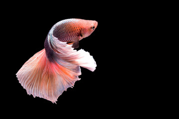 Siamese fighting fish