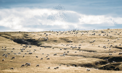 Sheep in a Field - 155275206