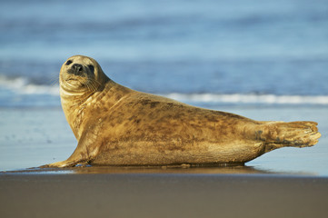 A common or harbor seal (Phoca vitulina), rests on a beach © Enrique