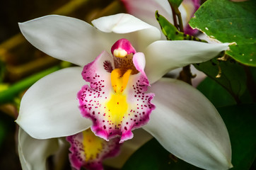 Closeup blooming white orchid