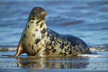 Grey Seal female in the shore break (Halichoerus grypus) at Donna Nook UK
