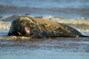 Grey Seals - aggressive male in the shore break (Halichoerus grypus) at Donna Nook UK