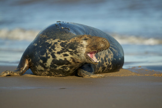 Grey Seals - aggressive male in the shore break (Halichoerus grypus) at Donna Nook UK