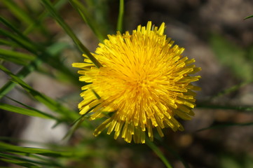 Bright yellow spring dandelions