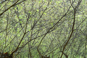Details of the nature for background 