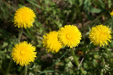 Bright yellow spring dandelions