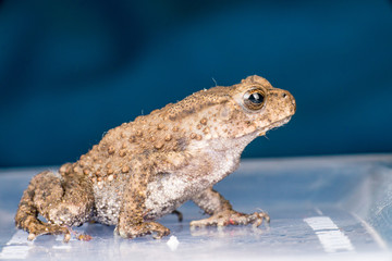 Small brown Asian common Toad (Anura: Bufonidae: Duttaphrynus melanostictus) with bumpy skin sitting and stay still on a tupperware isolated with soft and dark blue background