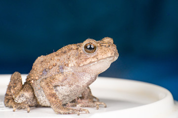 Small brown Asian common Toad (Anura: Bufonidae: Duttaphrynus melanostictus) with bumpy skin sitting and stay still on a bowl isolated with soft and dark blue background