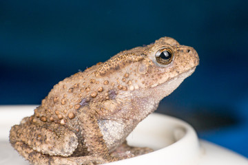 Small brown Asian common Toad (Anura: Bufonidae: Duttaphrynus melanostictus) with bumpy skin sitting and stay still on a bowl isolated with soft and dark blue background
