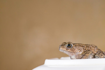Small brown Asian common Toad (Anura: Bufonidae: Duttaphrynus melanostictus) with bumpy skin sitting and stay still on a bowl isolated with soft and dark blue background