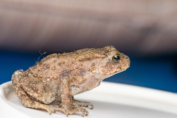Small brown Asian common Toad (Anura: Bufonidae: Duttaphrynus melanostictus) with bumpy skin sitting and stay still on a tupperware isolated with soft and dark blue background