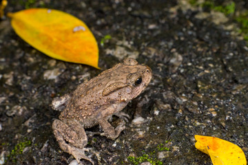 Small brown Asian common Toad (Chordata: Amphibia: Anura: Bufonidae: Duttaphrynus melanostictus) with bumpy skin, sit down and stay still on the ground during the night isolated with dark background