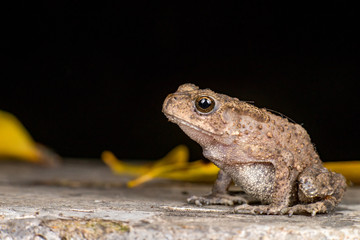 Small brown Asian common Toad (Chordata: Amphibia: Anura: Bufonidae: Duttaphrynus melanostictus) with bumpy skin, sit down and stay still on the ground during the night isolated with dark background