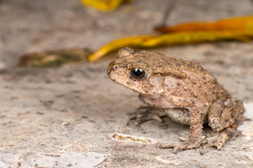 Small brown Asian common Toad (Chordata: Amphibia: Anura: Bufonidae: Duttaphrynus melanostictus) with bumpy skin, sit down and stay still on the ground during the night isolated with dark background