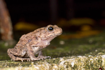 Fototapeta premium Small brown Asian common Toad (Chordata: Amphibia: Anura: Bufonidae: Duttaphrynus melanostictus) with bumpy skin, sit down and stay still on the ground during the night isolated with dark background