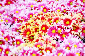 colorful flowers