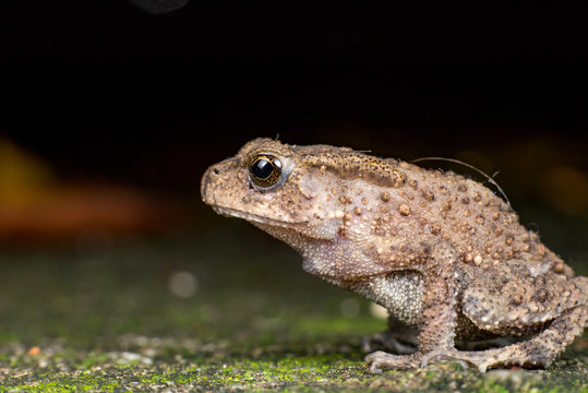 Small brown Asian common Toad (Chordata: Amphibia: Anura: Bufonidae: Duttaphrynus melanostictus) with bumpy skin, sit down and stay still on the ground during the night isolated with dark background