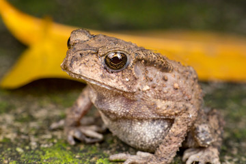 Small brown Asian common Toad (Chordata: Amphibia: Anura: Bufonidae: Duttaphrynus melanostictus) with bumpy skin, sit down and stay still on the ground during the night isolated with dark background