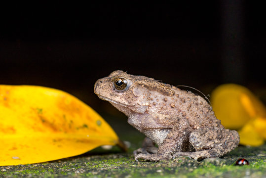 Small brown Asian common Toad (Chordata: Amphibia: Anura: Bufonidae: Duttaphrynus melanostictus) with bumpy skin, sit down and stay still on the ground during the night isolated with dark background