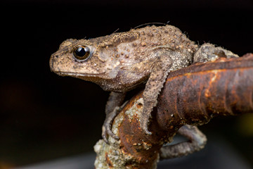 Small brown Asian common Toad (Anura: Bufonidae: Duttaphrynus melanostictus) with bumpy skin, sit down and stay still on a rusty steel rod during the night isolated with black dark background