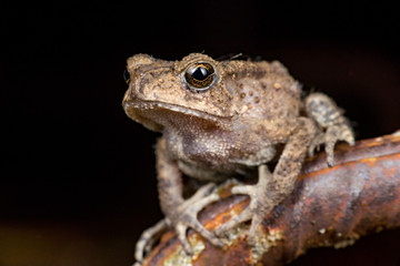 Small brown Asian common Toad (Anura: Bufonidae: Duttaphrynus melanostictus) with bumpy skin, sit down and stay still on a rusty steel rod during the night isolated with black dark background
