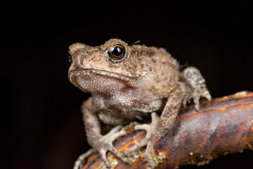 Small brown Asian common Toad (Anura: Bufonidae: Duttaphrynus melanostictus) with bumpy skin, sit down and stay still on a rusty steel rod during the night isolated with black dark background