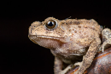 Small brown Asian common Toad (Anura: Bufonidae: Duttaphrynus melanostictus) with bumpy skin, sit down and stay still on a rusty steel rod during the night isolated with black dark background