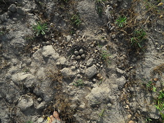 Eggs of Red Wattled lapwing In Field