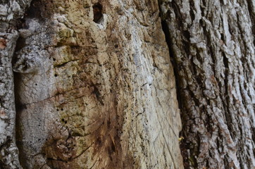 Bark