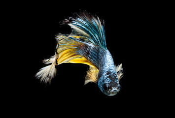 Moment of siamese fighting fish, betta splendens,aquarium fish on black background