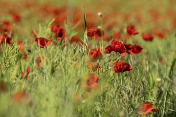 Coquelicots.