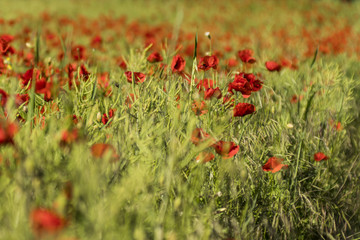 Fototapeta premium Coquelicots.