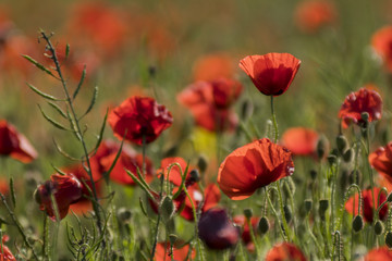 Obraz premium Coquelicots.
