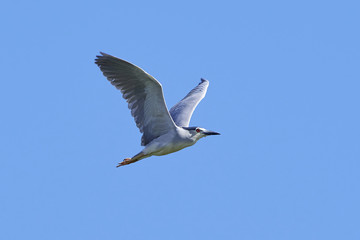 Black-crowned night heron (Nycticorax nycticorax)