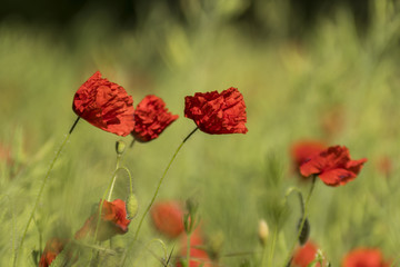 Fototapeta premium Coquelicots.