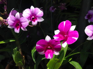 Orchids blooming