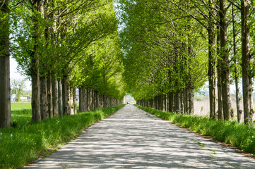 新緑のメタセコイア並木